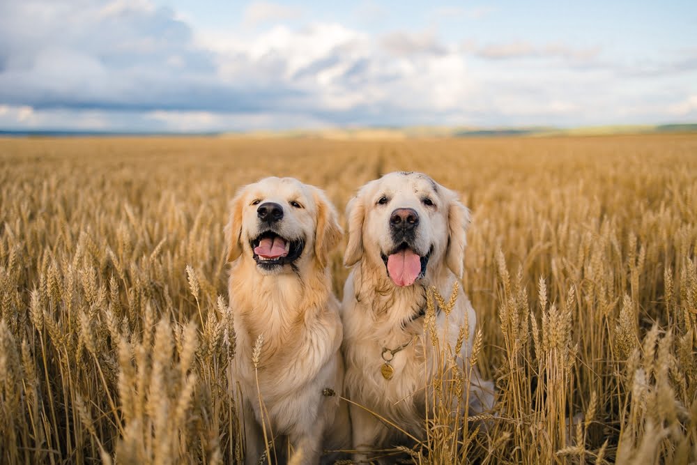 Caring Pocket Pet Vet in St. Peters, MO HARVESTER ANIMAL CLINIC
