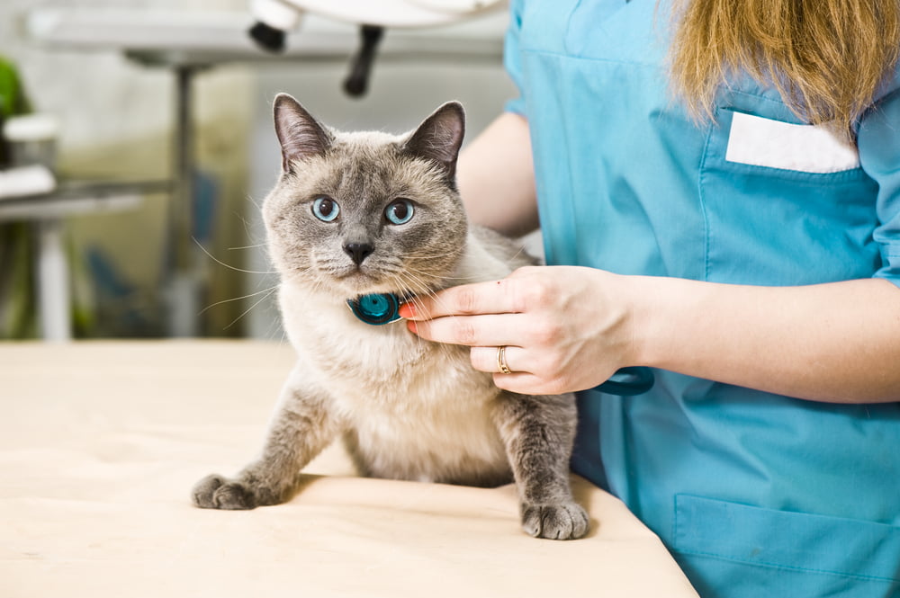 pet health care & wellness in St. Peters, MO pet health care & wellness in St. Peters, MO