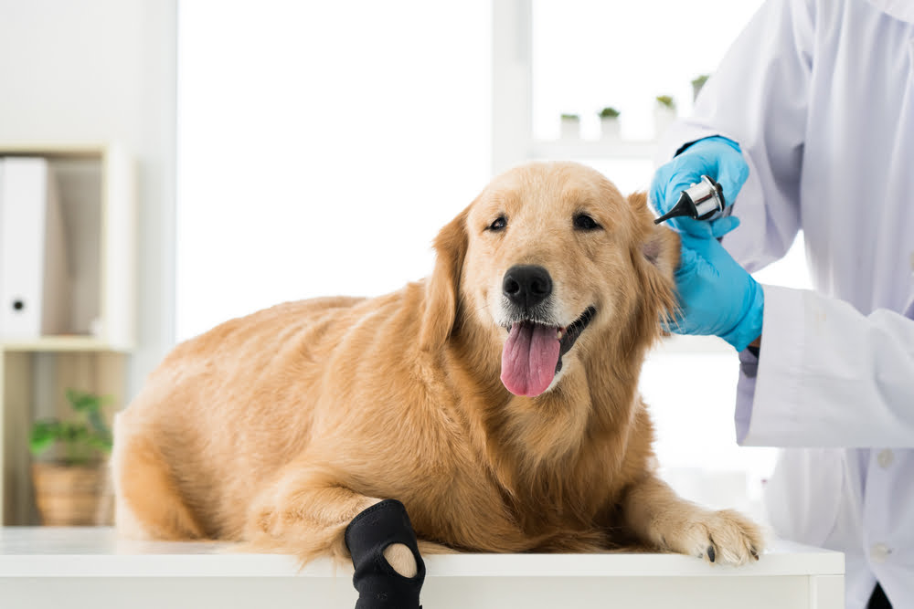 Veterinary Orthopedic Surgery in St. Peters, MO | Pet Surgery