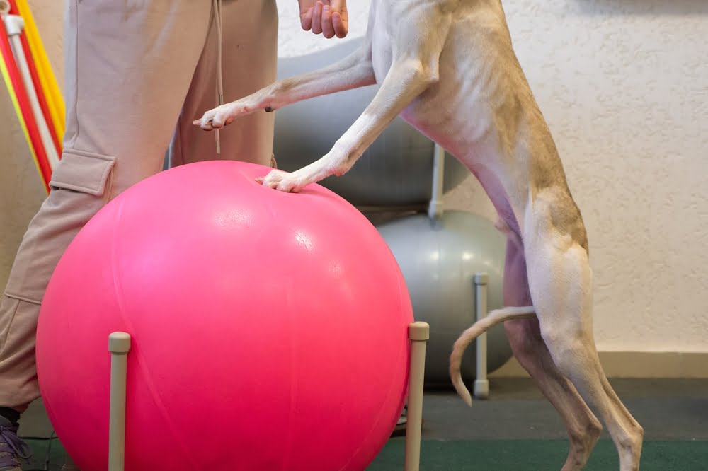 Veterinary Orthopedic Surgery in St. Peters, MO Veterinary Orthopedic Surgery in St. Peters, MO