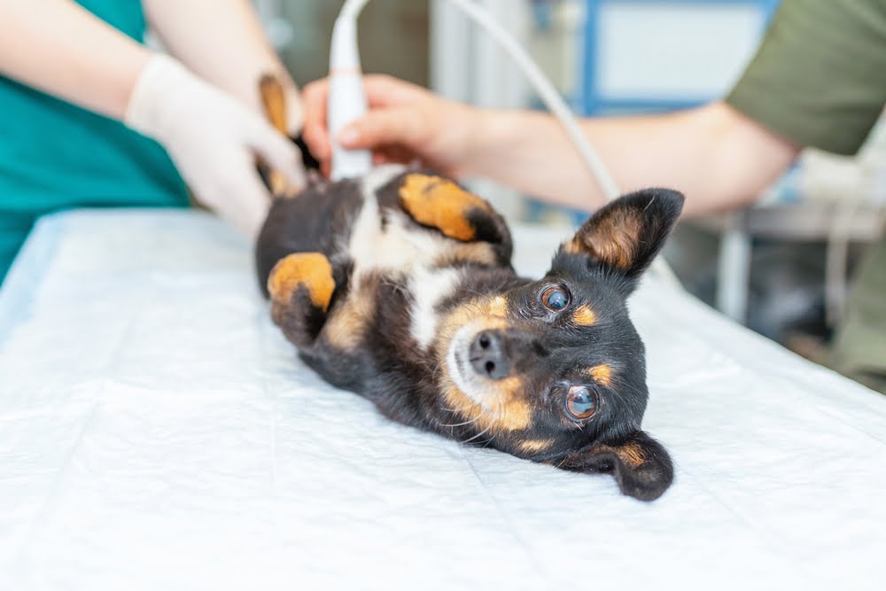 Pet Ultrasound in St. Peters, MO