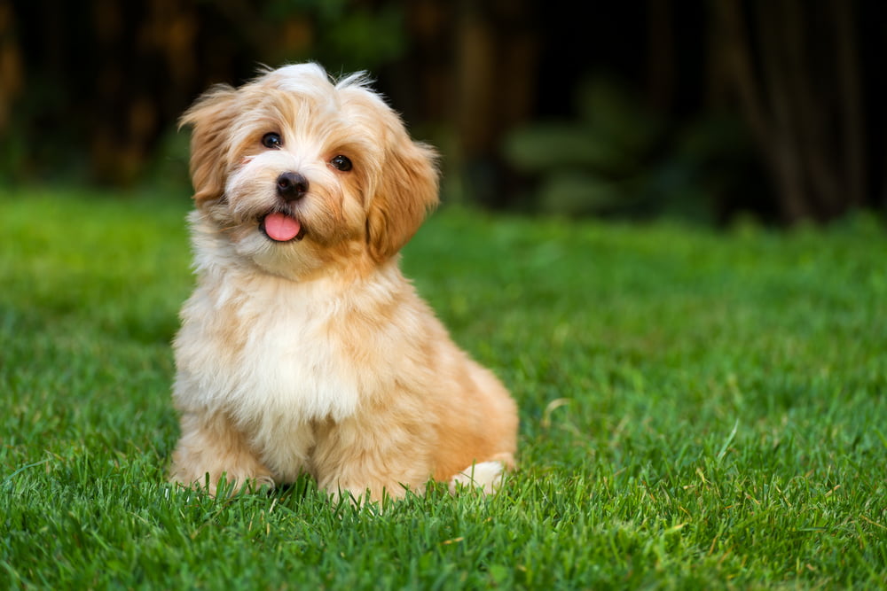 Pet Dermatology in St. Peters, MO Pet Dermatology in St. Peters, MO
