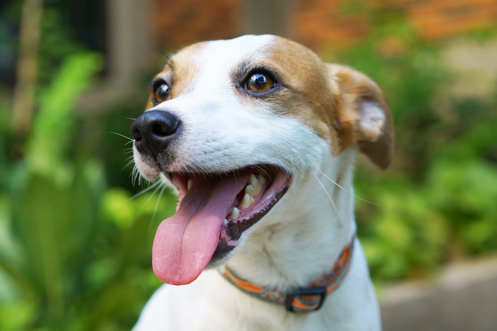 Pet Dental Care in St. Peters, MO