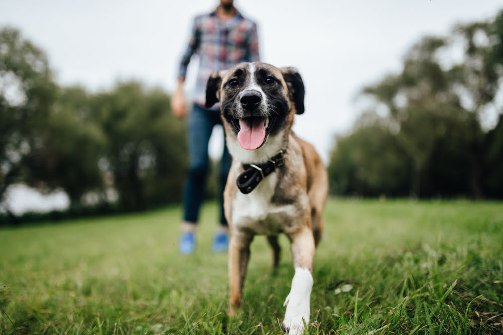 pet health care & wellness in St. Peters, MO pet health care & wellness in St. Peters, MO