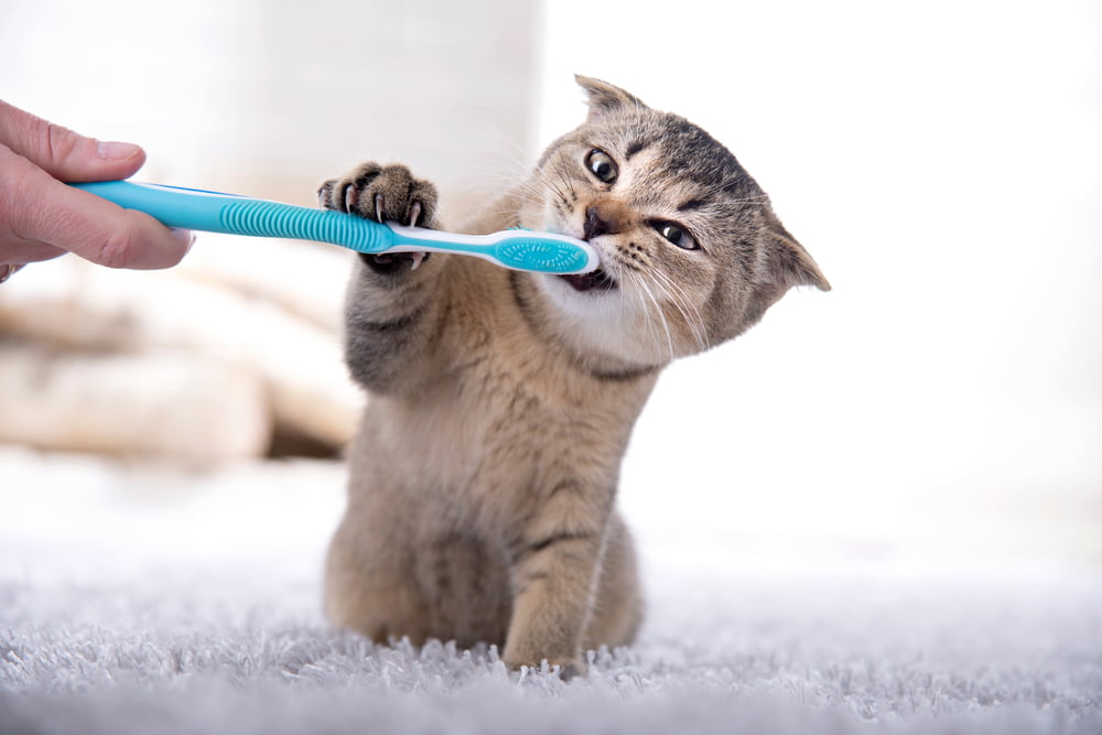 Pet Dental Care in St. Peters, MO
