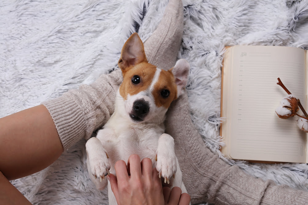 Pocket Pet Vet in St. Peters, MO Harvester Animal Clinic
