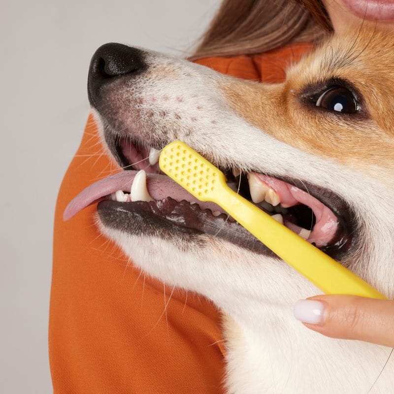 Protecting Your Pet's Smile The Importance of Early Detection and Treatment of Periodontal Disease with Veterinary Dentistry