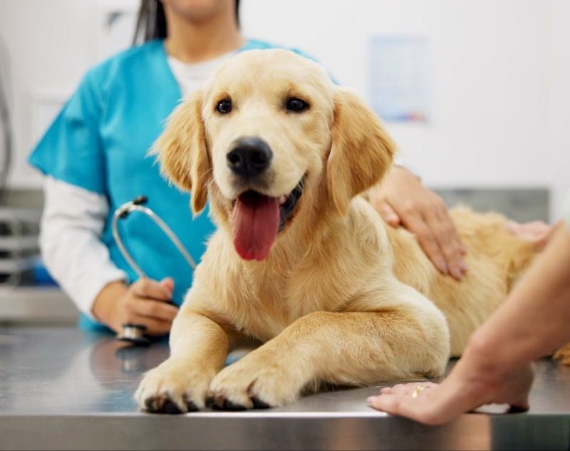 Multi-Pet Households Managing Pet Health Care Wellness for a Bunch of Furry Friends