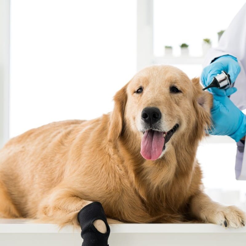 ACL Injuries in Dogs Diagnosis, Treatment, and Recovery with an Orthopedic Vet