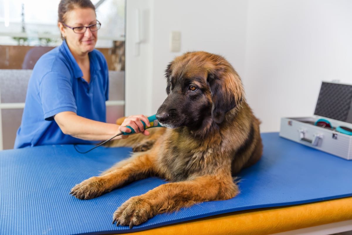 Laser Therapy for Pets with Arthritis Reduce Inflammation and Pain