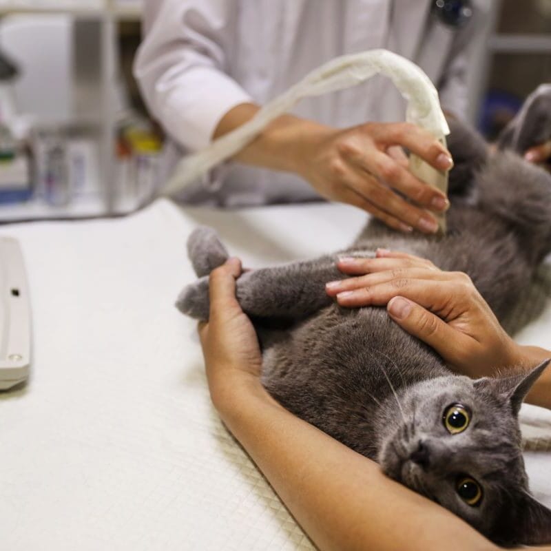Ultrasound for Pets Diagnosing Bladder Stones and Other Urinary Issues