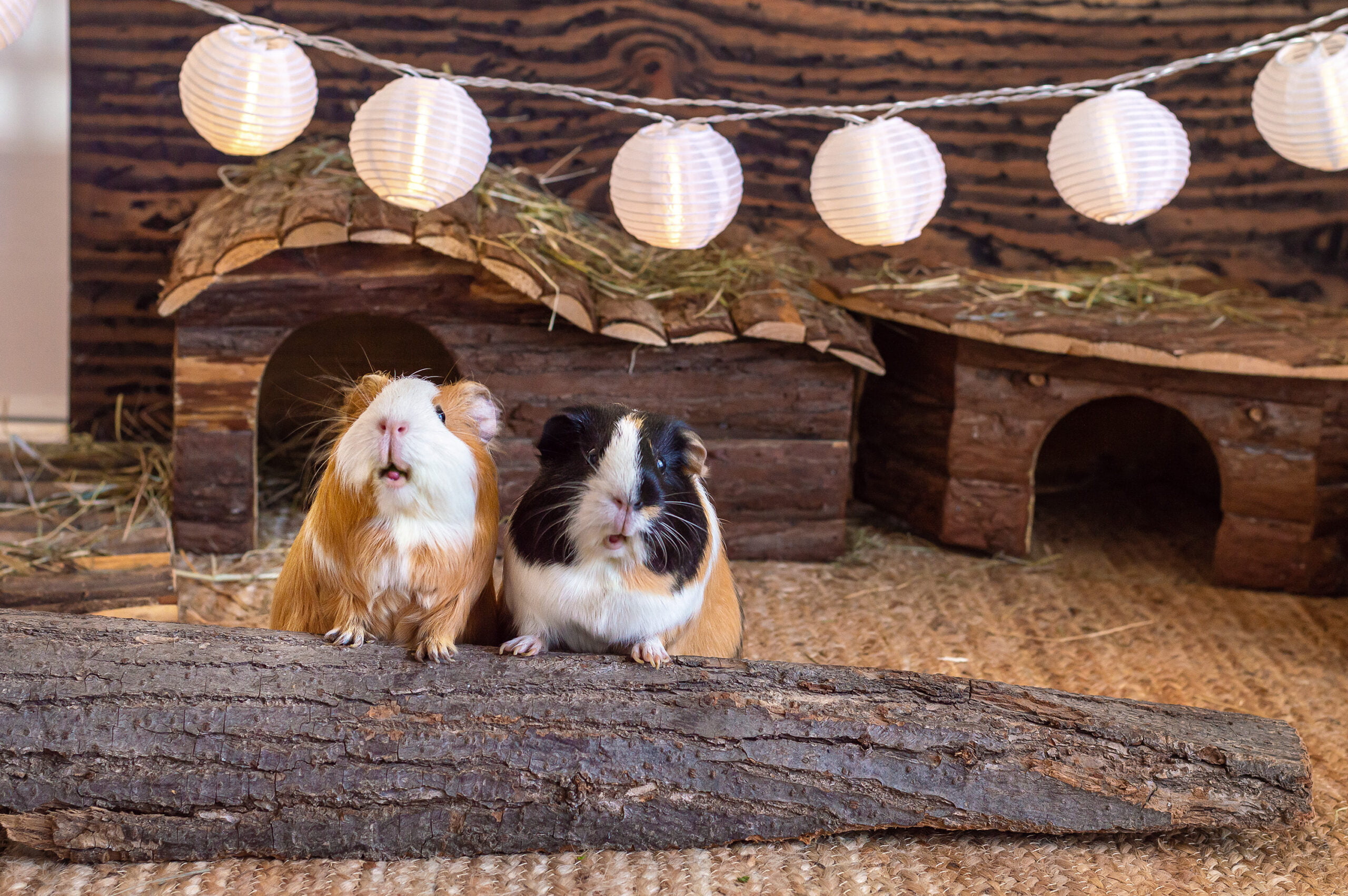 Exotic Pet Care in St. Peters, MO