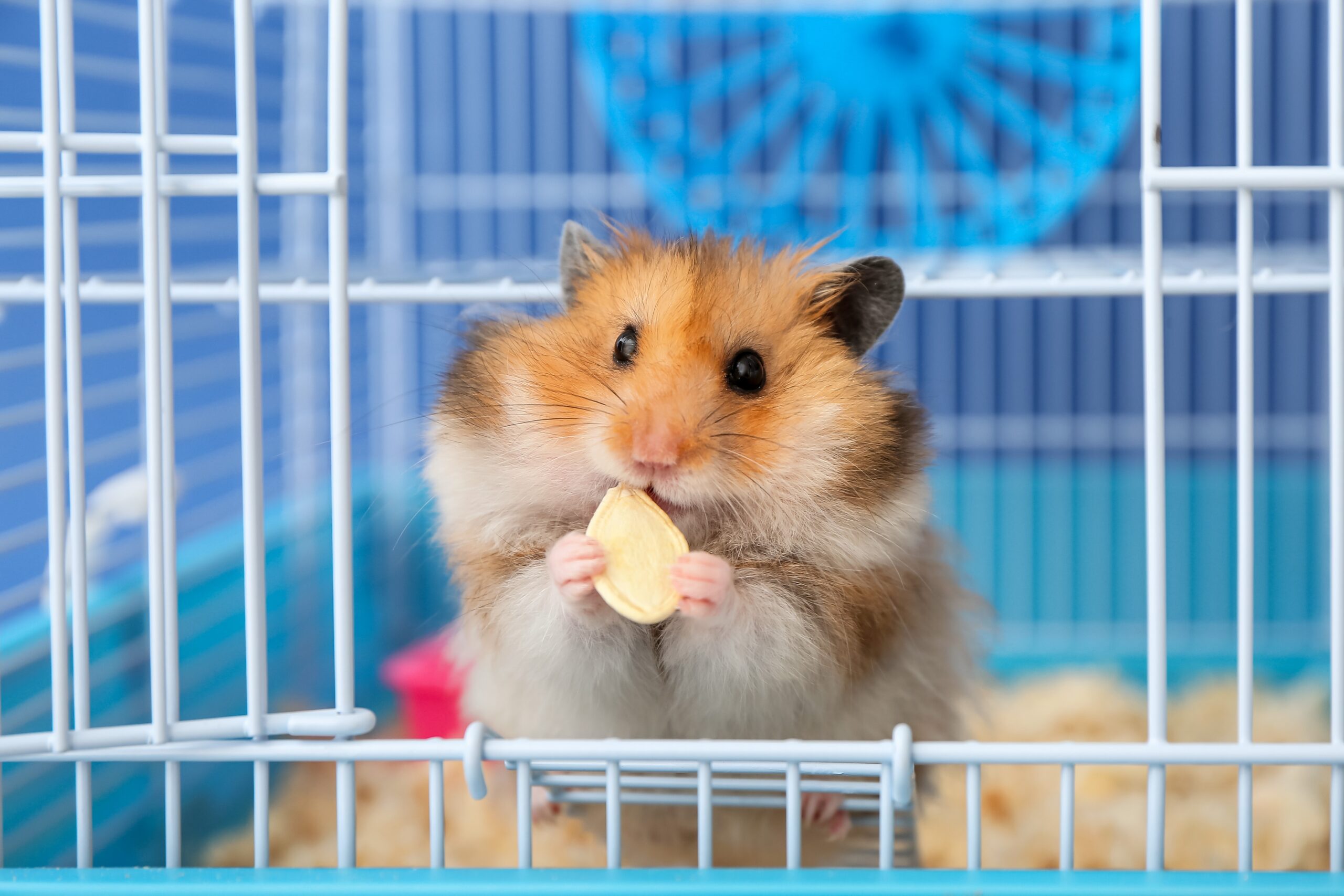 Exotic Pet Care in St. Peters, MO