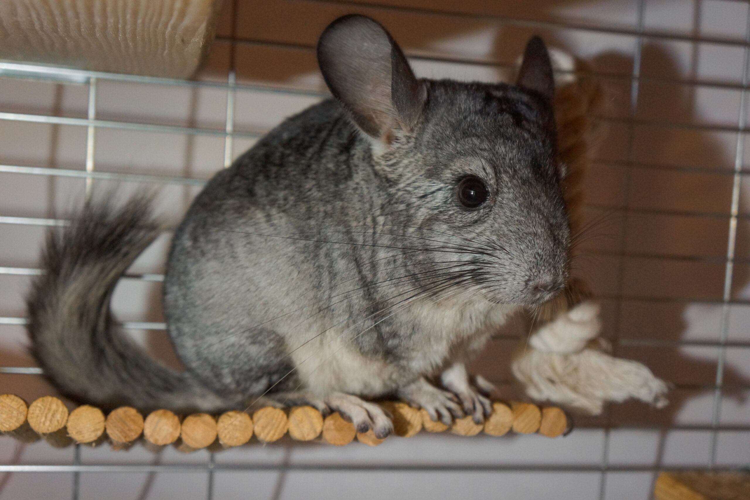 Exotic Pet Care in St. Peters, MO