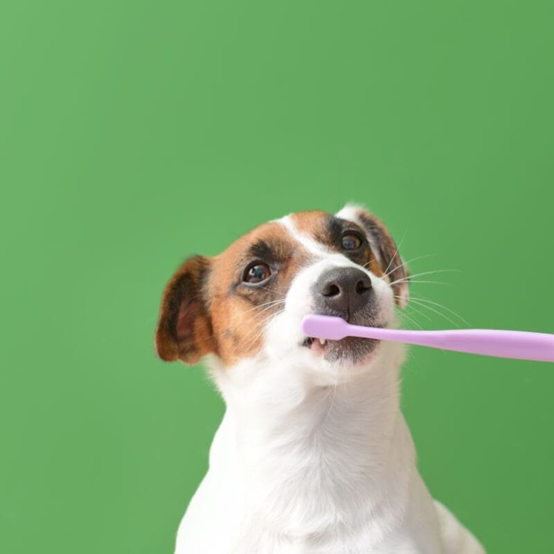 How to Brush Dog Teeth The Ultimate Guide for Dog Teeth Cleaning
