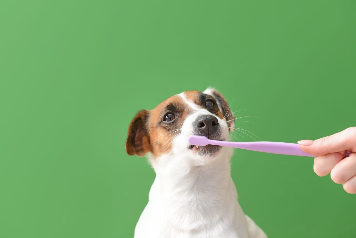 How to Brush Dog Teeth The Ultimate Guide for Dog Teeth Cleaning