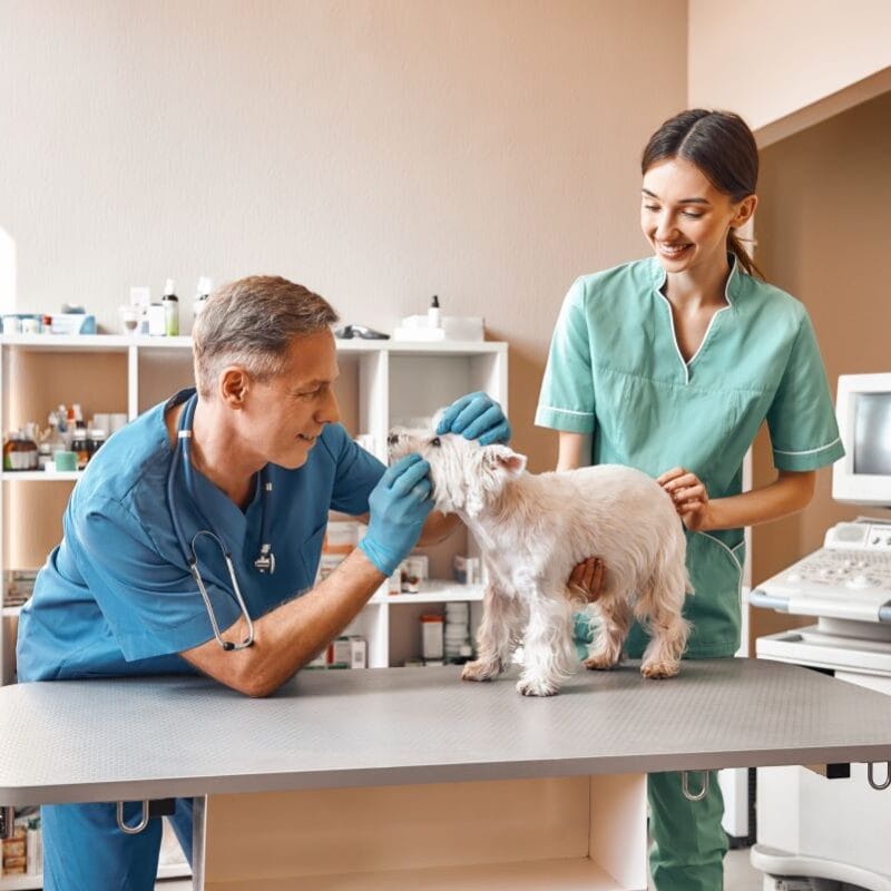 When to Take Dog to Emergency Vet Life-Saving Guidelines for Pet Parents