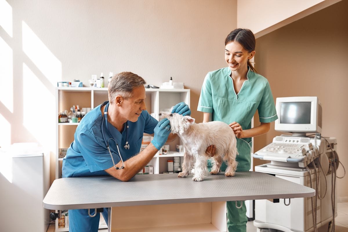 When to Take Dog to Emergency Vet Life-Saving Guidelines for Pet Parents