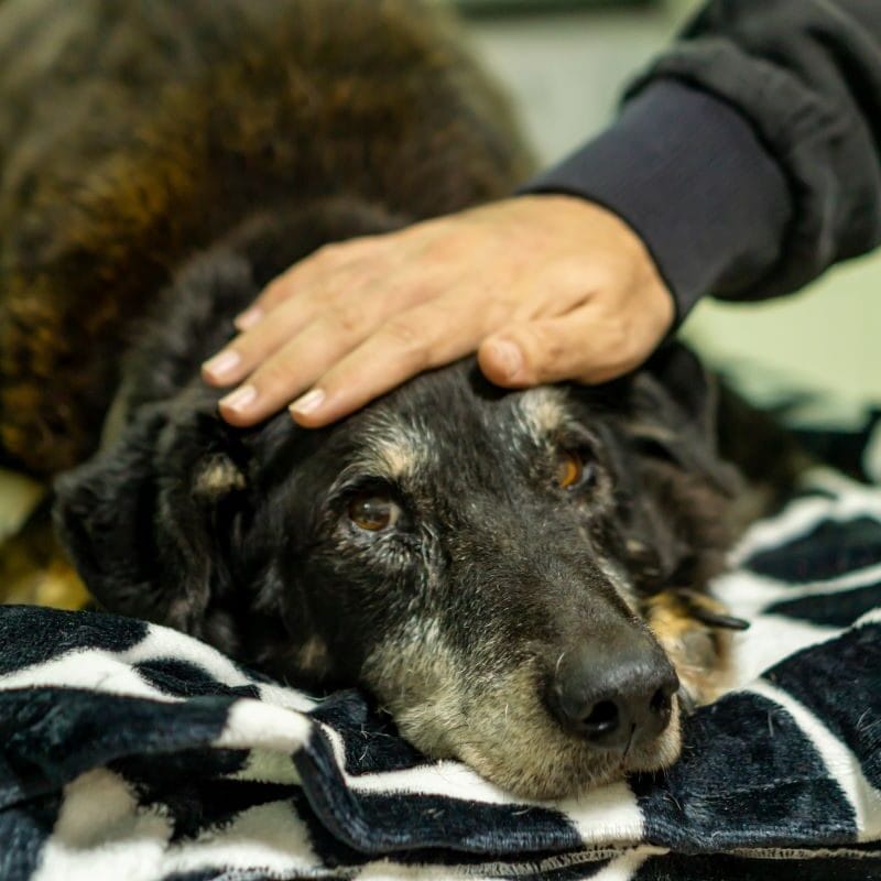 When Is It Time to Put a Dog Down A Compassionate Guide to Making This Difficult Decision - Euthanasia for dogs