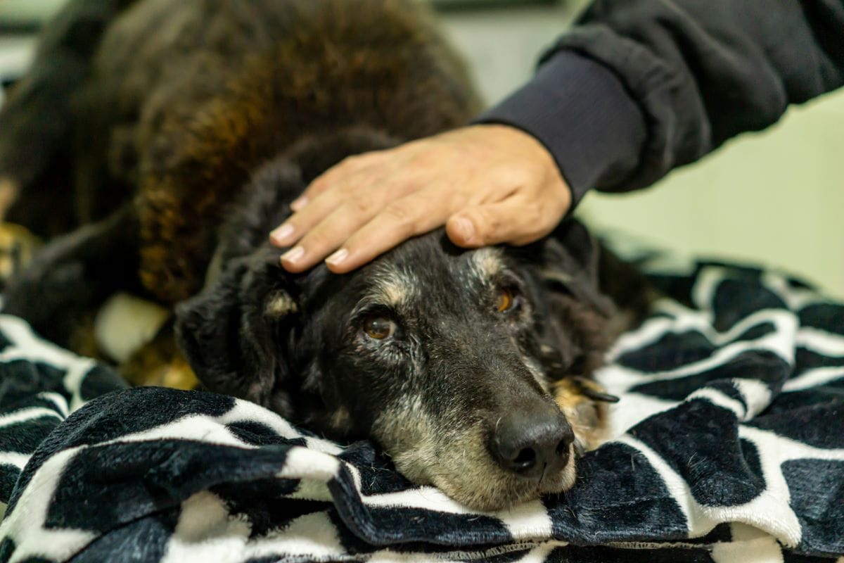 When Is It Time to Put a Dog Down A Compassionate Guide to Making This Difficult Decision - Euthanasia for dogs