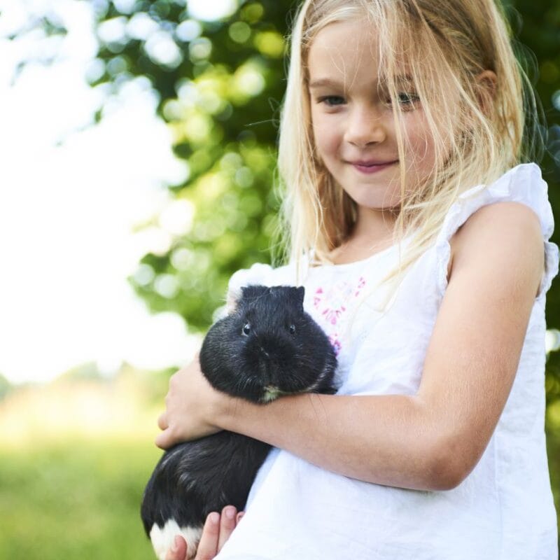 What is a Pocket Pet A Complete Guide to Small Pets