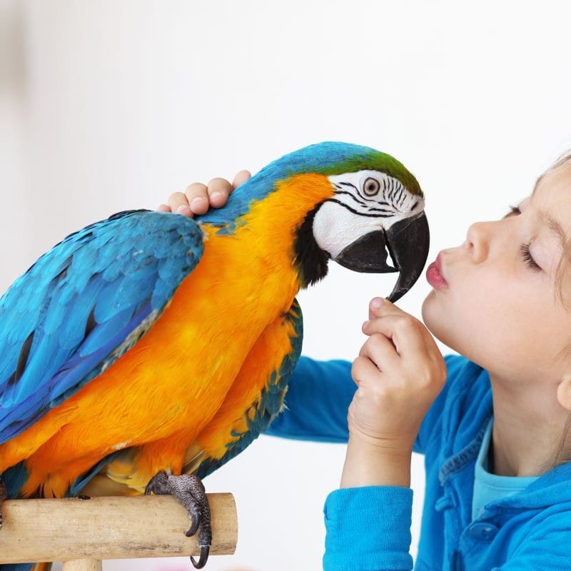 What are Exotic Animals A Comprehensive Guide to Exotic Pet Care