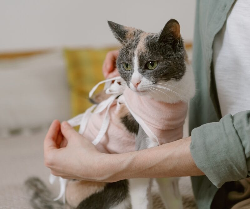 When should you Spay a cat? 6 Factors That Affect Timing
