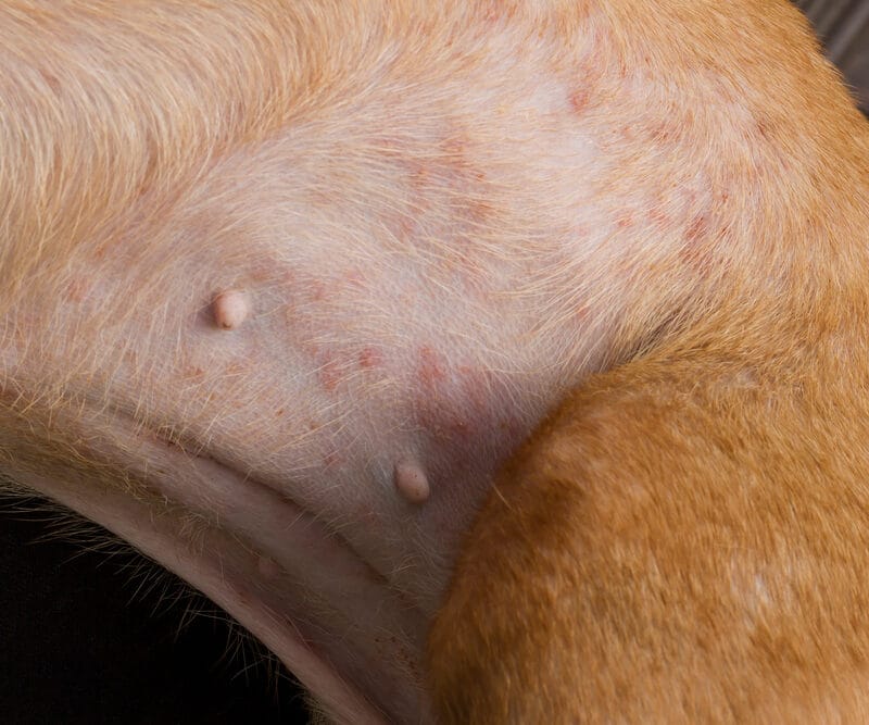 What Causes Hair Loss in Dogs: 5 Common Types of Causes